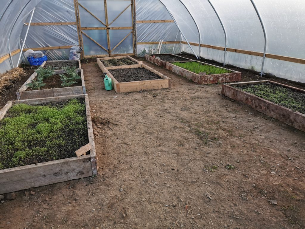 Newcastle Community Composting - Poly Tunnel Crops growing.